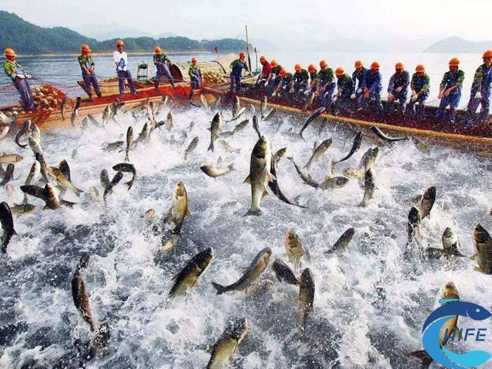 海南省水产养殖业现代化进程中如何应对市场竞争